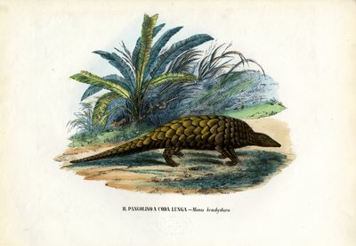 Cinese, 1863-79 da Raimundo Petraroja